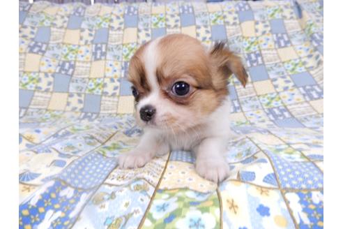 成約済の千葉県のチワワ(ロングコート)-98488の9枚目